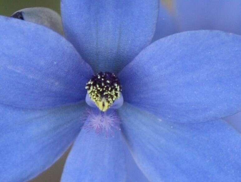 Image de Thelymitra crinita Lindl.