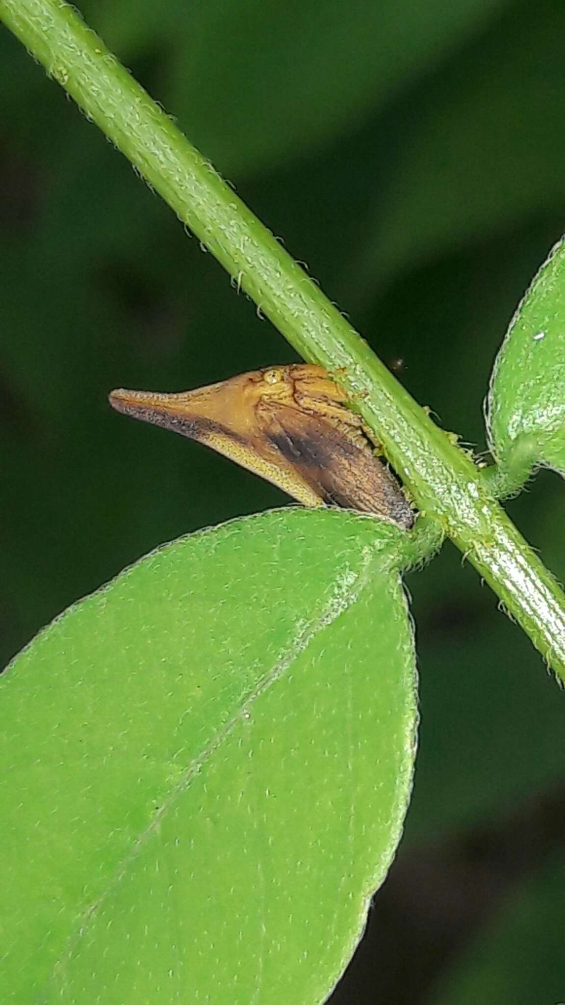 Plancia ëd Enchenopa concolor Fairmaire