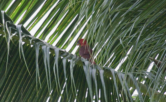 Image of Cardinal Lory