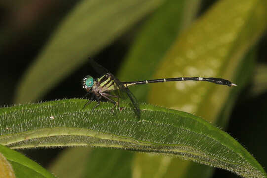 Image of Desmogomphus Williamson 1920