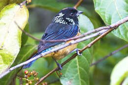 Image of Spangle-cheeked Tanager