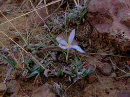 Image of Syringodea concolor (Baker) M. P. de Vos