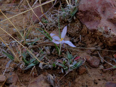 Imagem de Syringodea concolor (Baker) M. P. de Vos