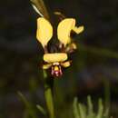 Image of Mini donkey orchid