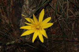 Pseudopodospermum crocifolium (Sibth. & Sm.) Zaika, Sukhor. & N. Kilian resmi