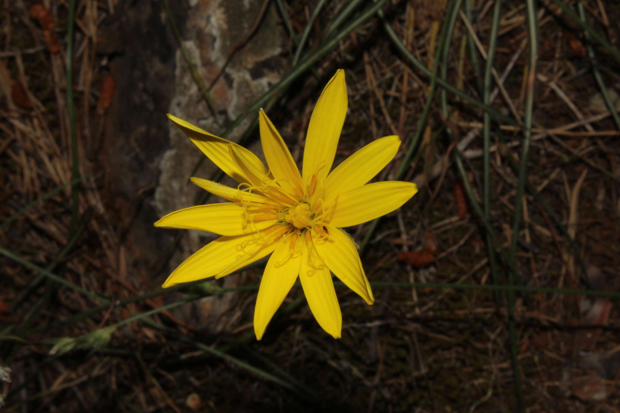 Image of Pseudopodospermum crocifolium (Sibth. & Sm.) Zaika, Sukhor. & N. Kilian