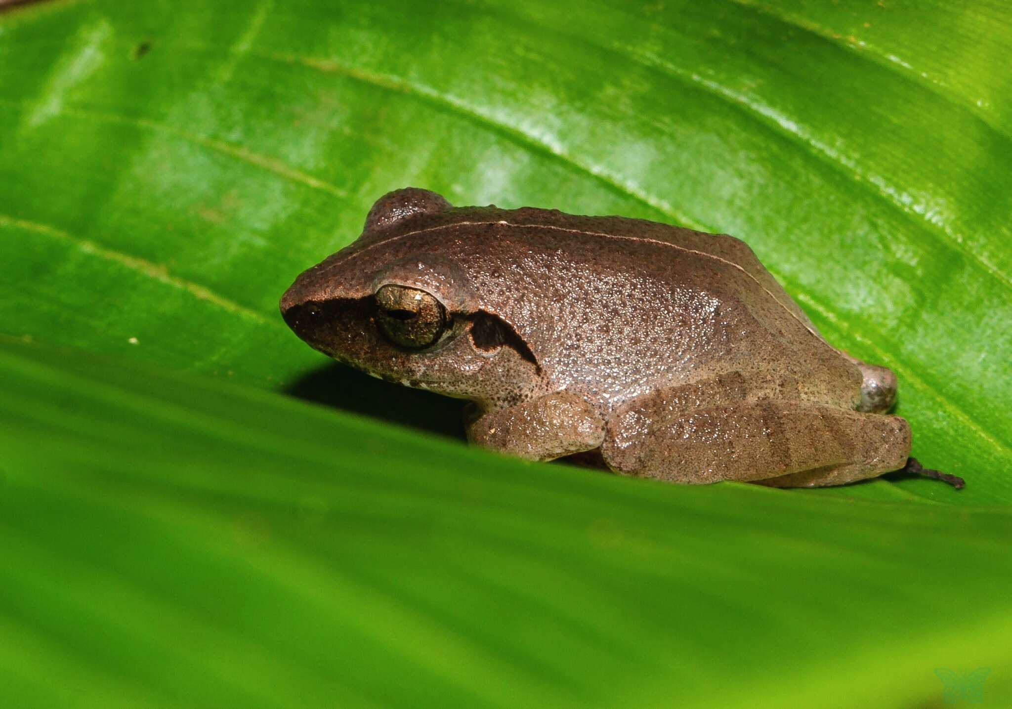 Image of Pseudophilautus amboli (Biju & Bossuyt 2009)