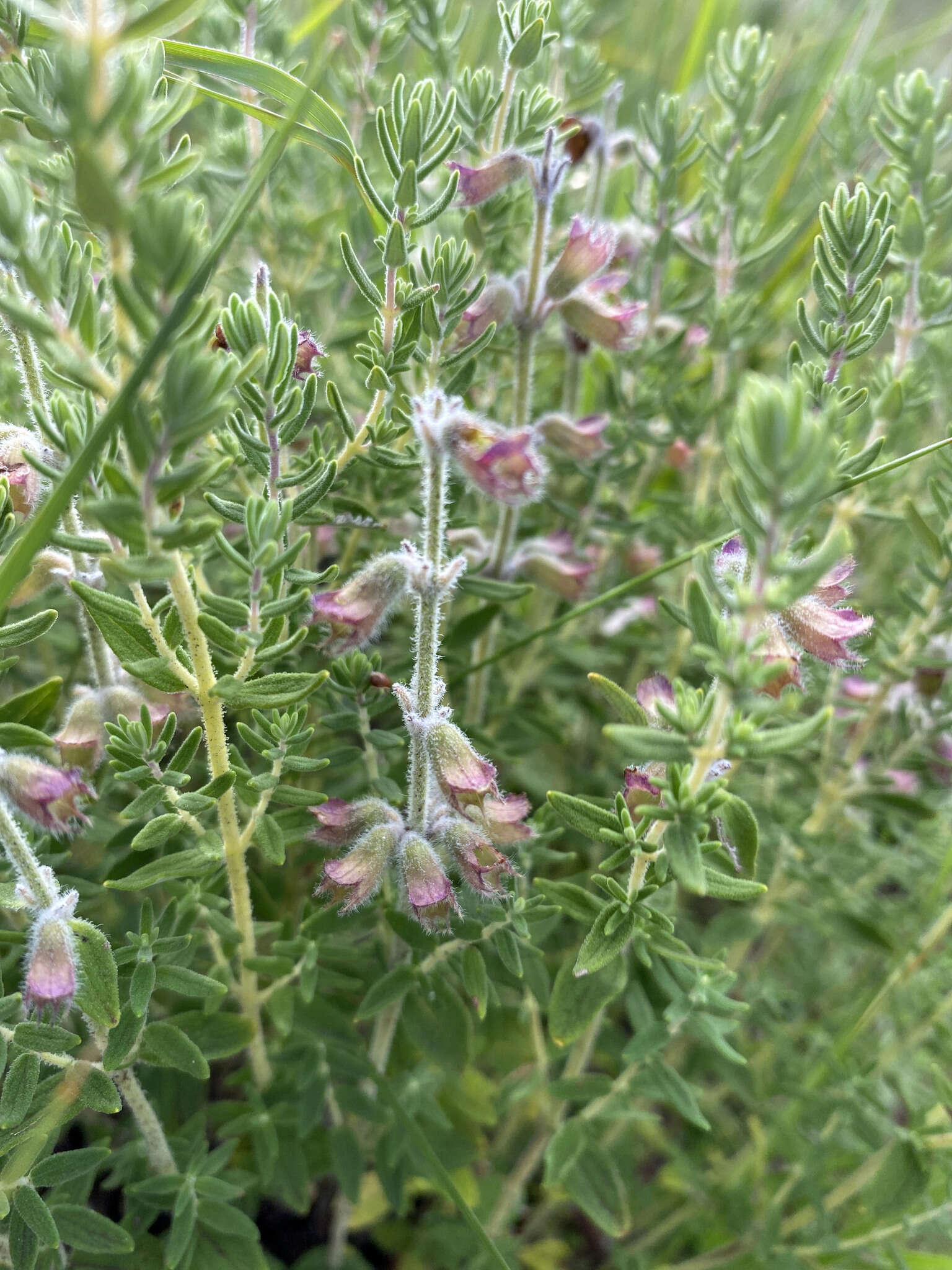 Image de Syncolostemon teucriifolius (Hochst.) D. F. Otieno