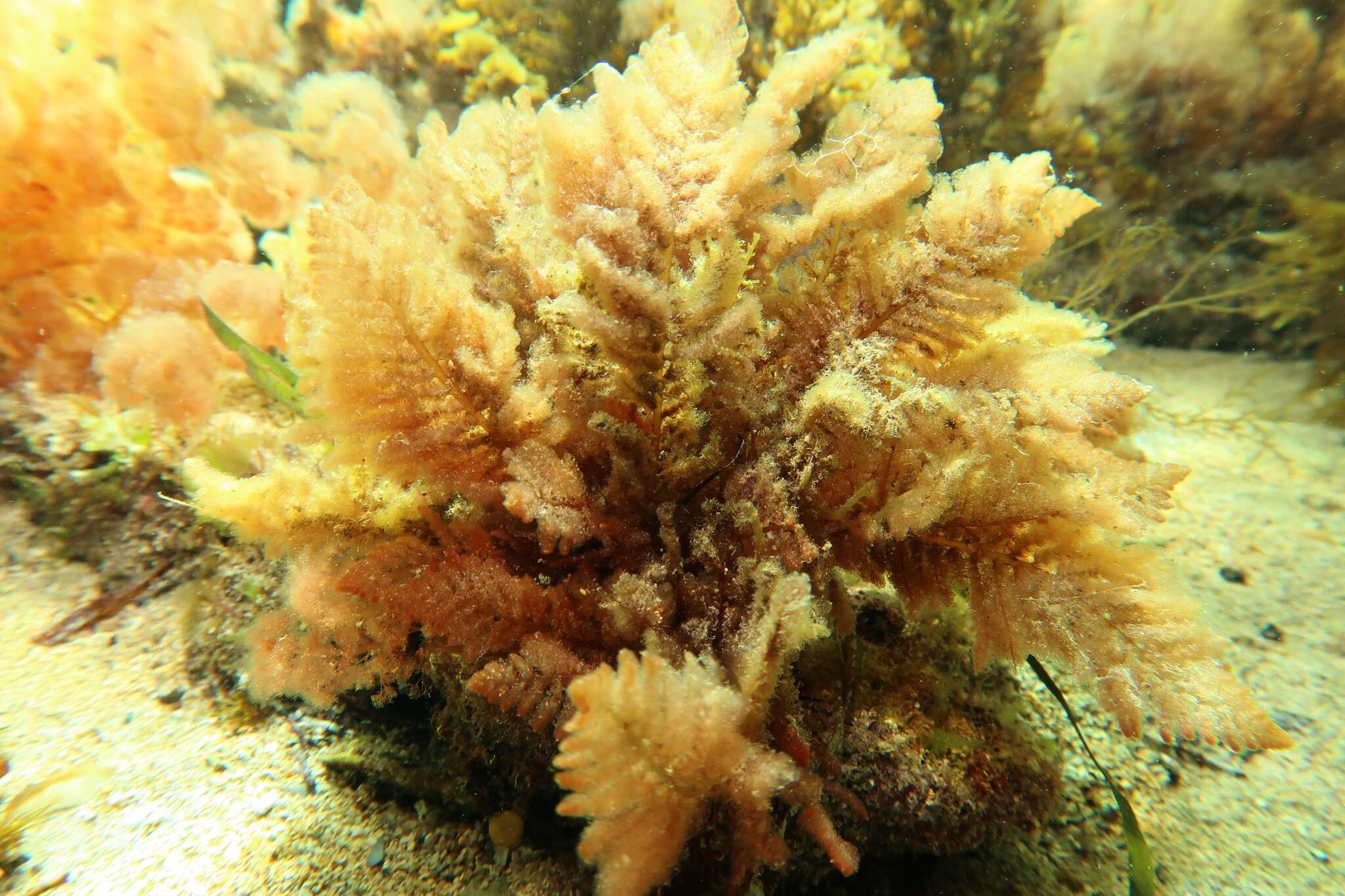 Image of Asparagopsis armata