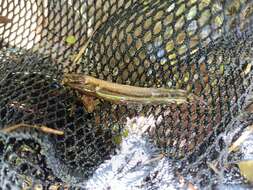 Image of Italian Loach