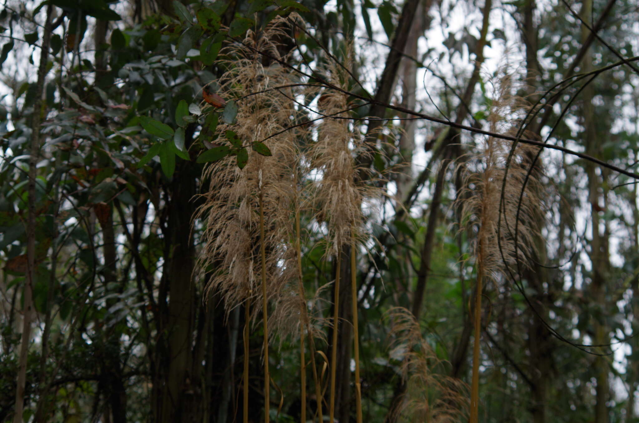 Cortaderia nitida (Kunth) Pilg.的圖片