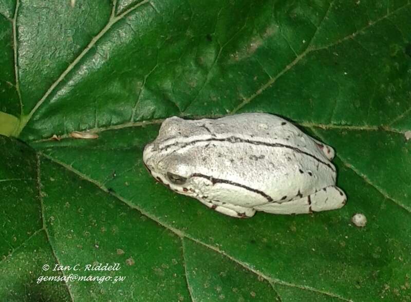 Image of Marbled Reed Frog