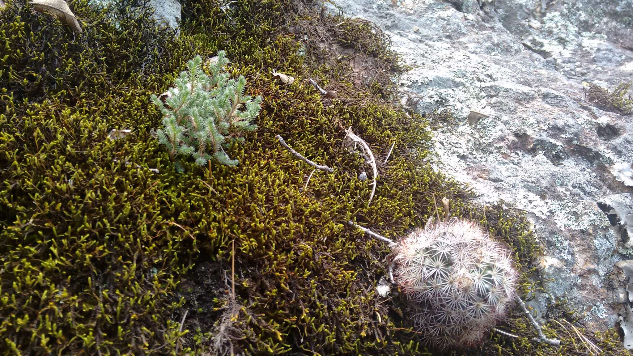 Image of Mammillaria densispina (J. M. Coult.) Orcutt