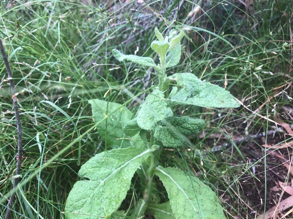 Plancia ëd Pterocaulon redolens