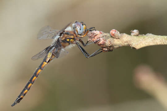 Image of Mantled Baskettail