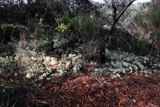 Image of Cladonia confusa R. Sant.