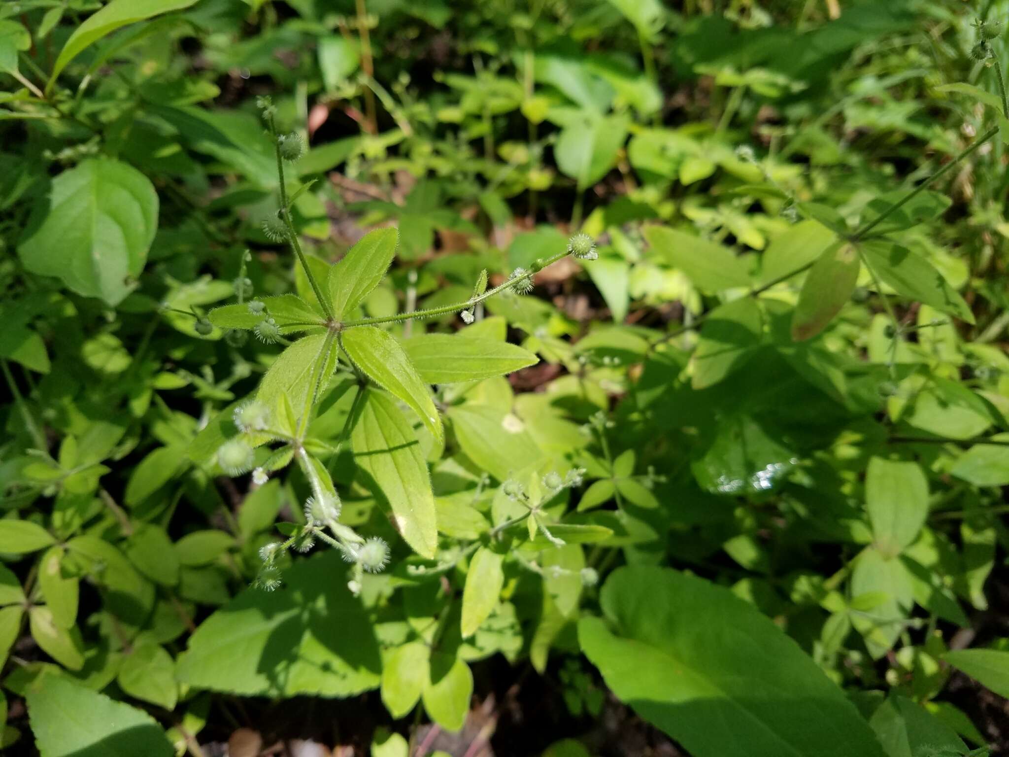 Image of licorice bedstraw