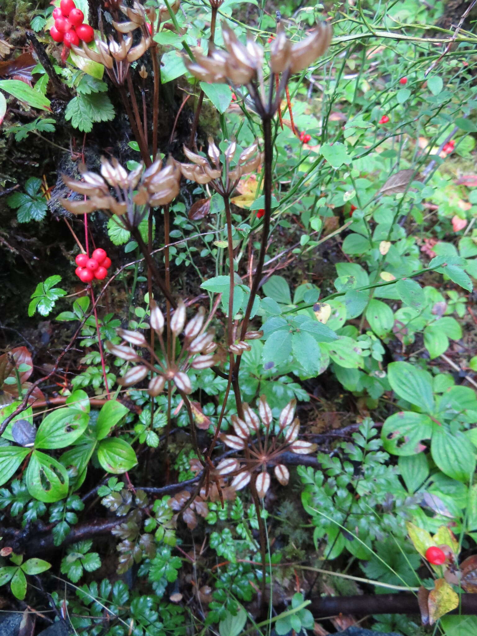 Image of Fern-Leaf Goldthread