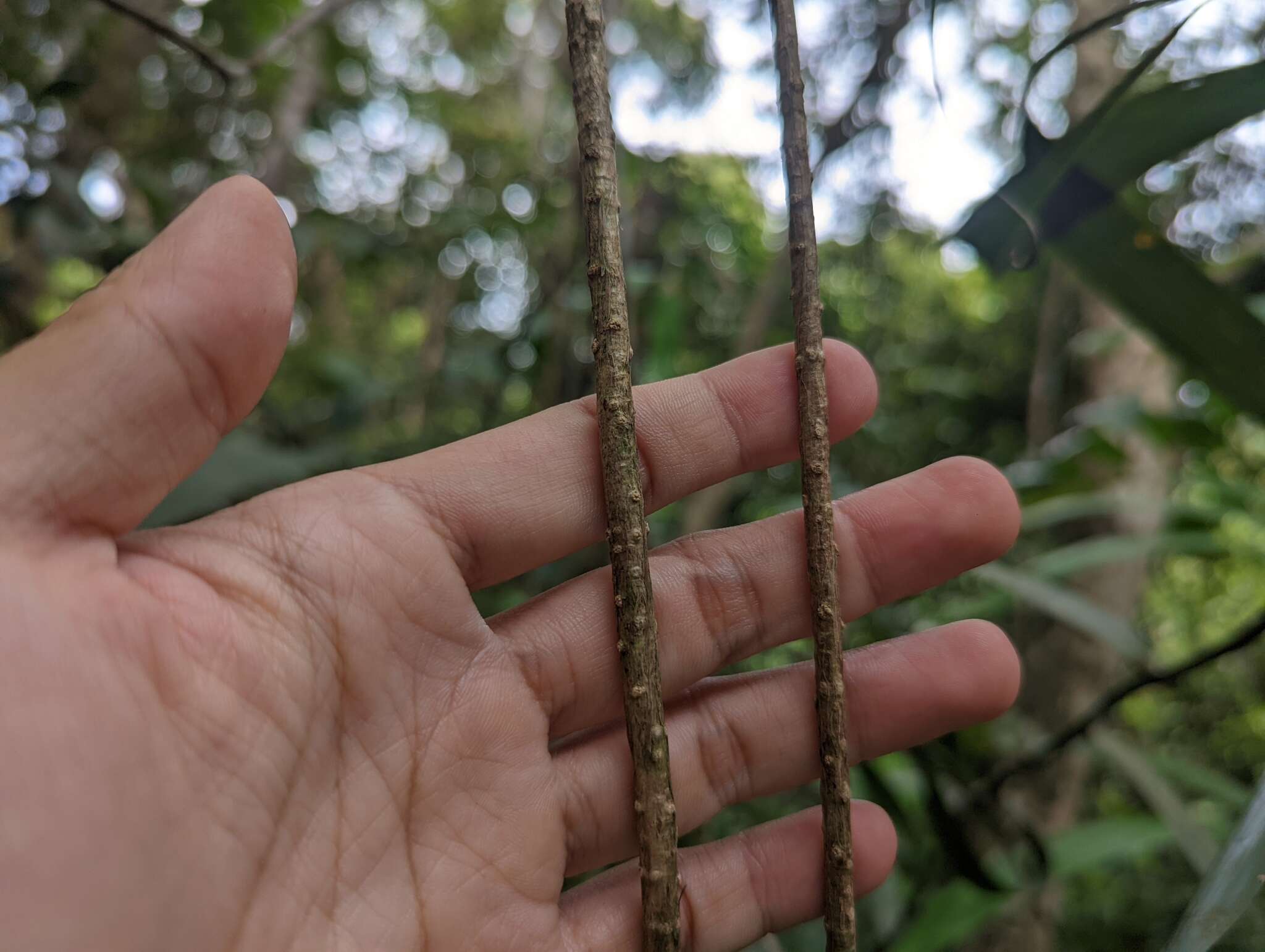 Image of Tinospora macrocarpa Diels