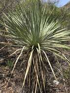 Image of Yucca rostrata Engelm. ex Trel.