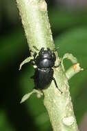 Image of Dorcus antaeus miyashitai Fujita 2010