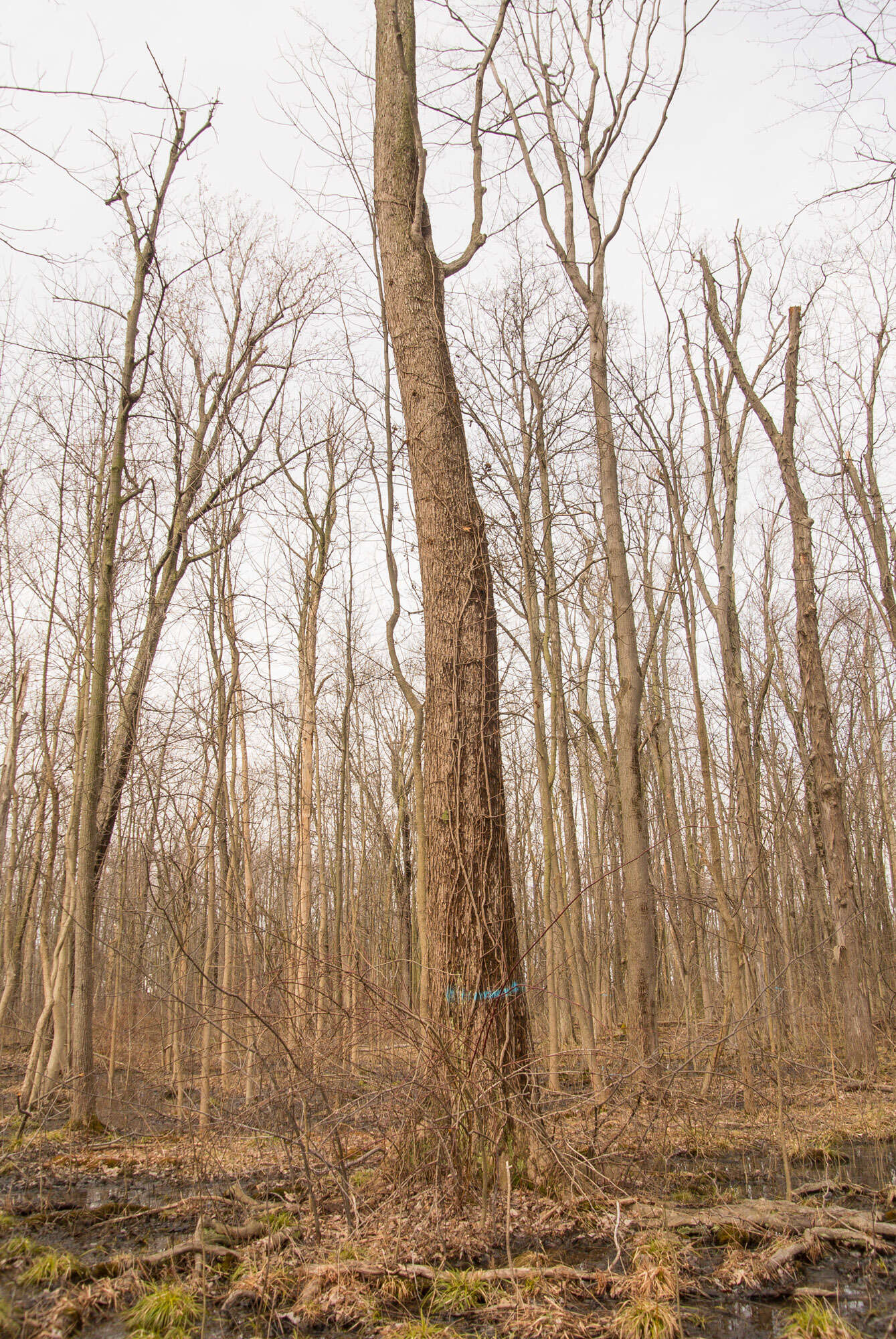 صورة Acer freemanii E. Murray