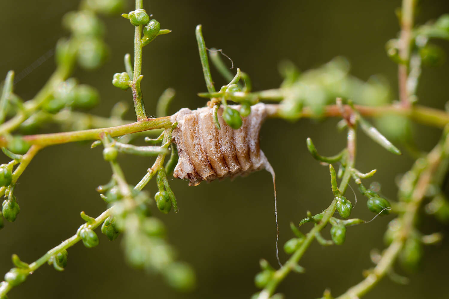 Image of Empusa pennicornis Pallas 1773