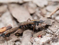 Image of Taenogerella platina Winterton, Irwin & Yeates 1999