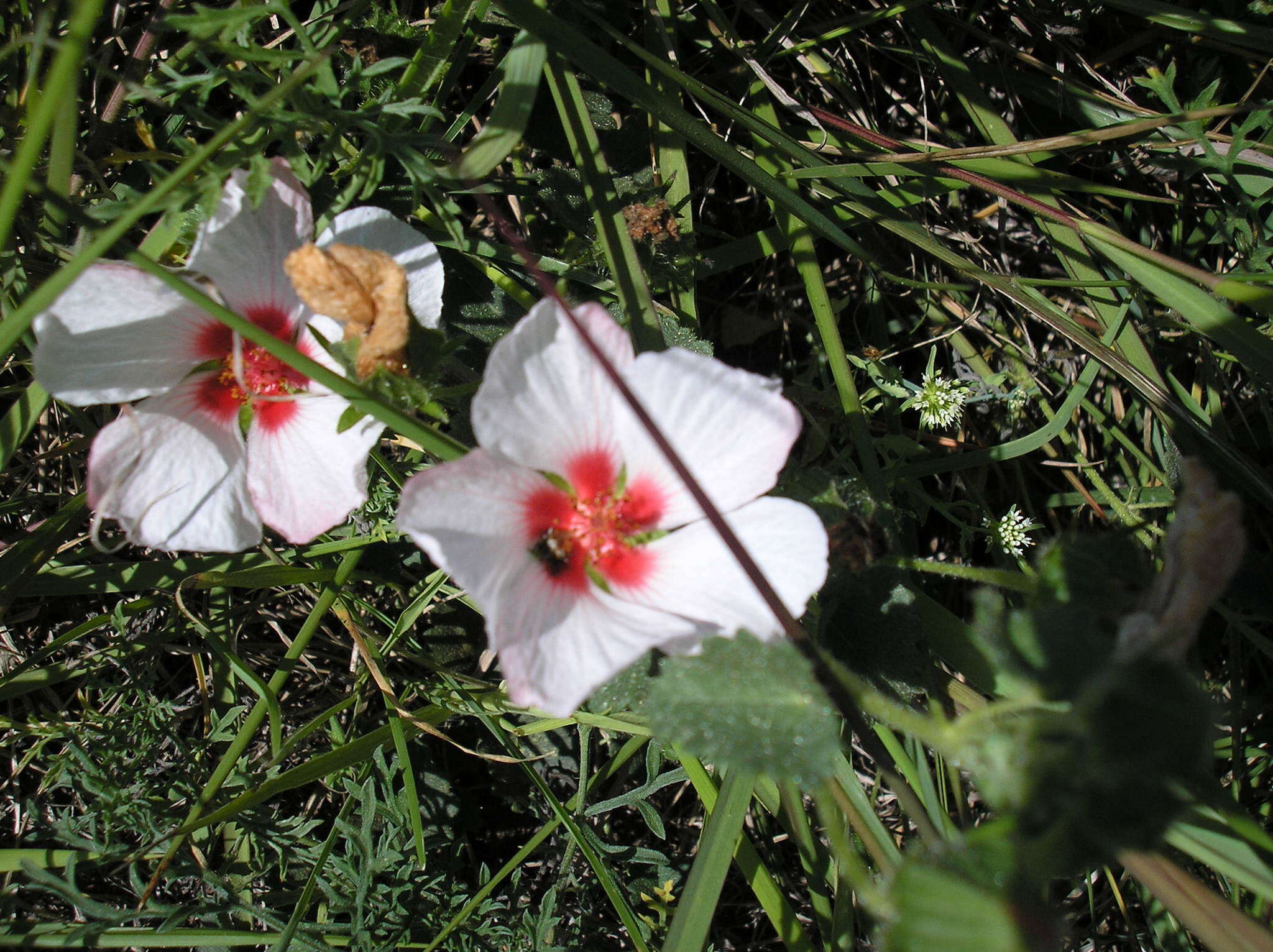 Image of Pavonia glechomoides A. St.-Hil.