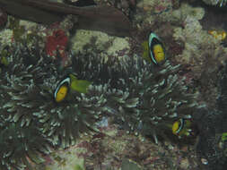 Image of Clark's anemonefish