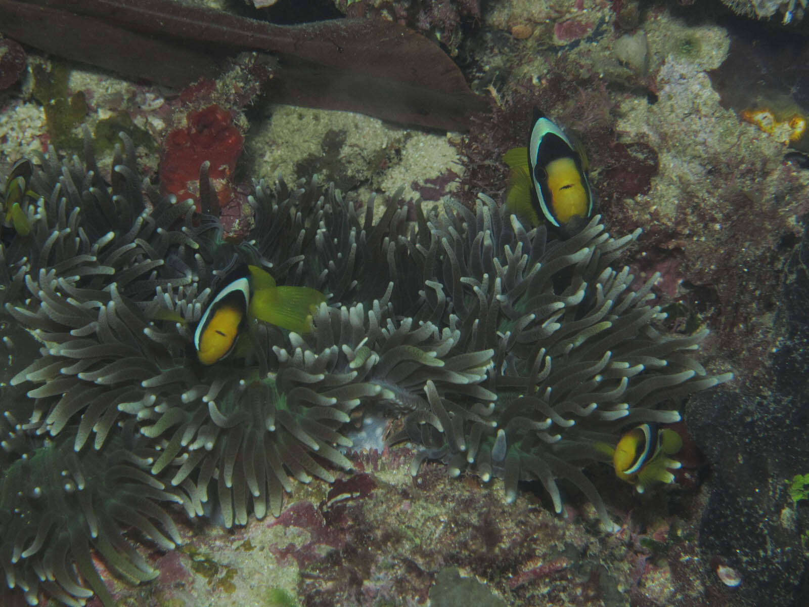 Plancia ëd Amphiprion clarkii (Bennett 1830)