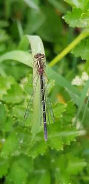 Image of Xanthocnemis tuanuii Rowe 1981