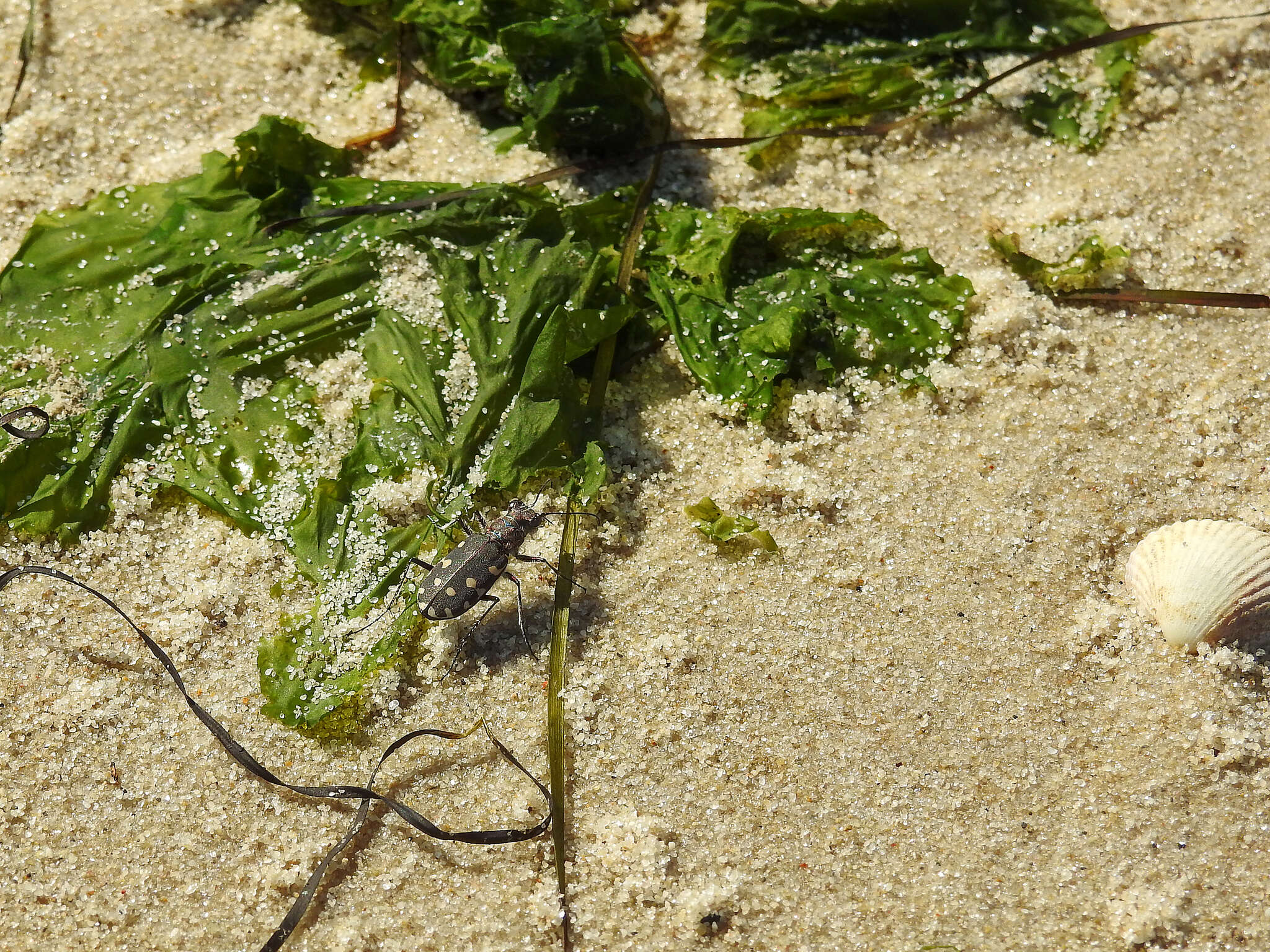 Calomera littoralis littoralis resmi