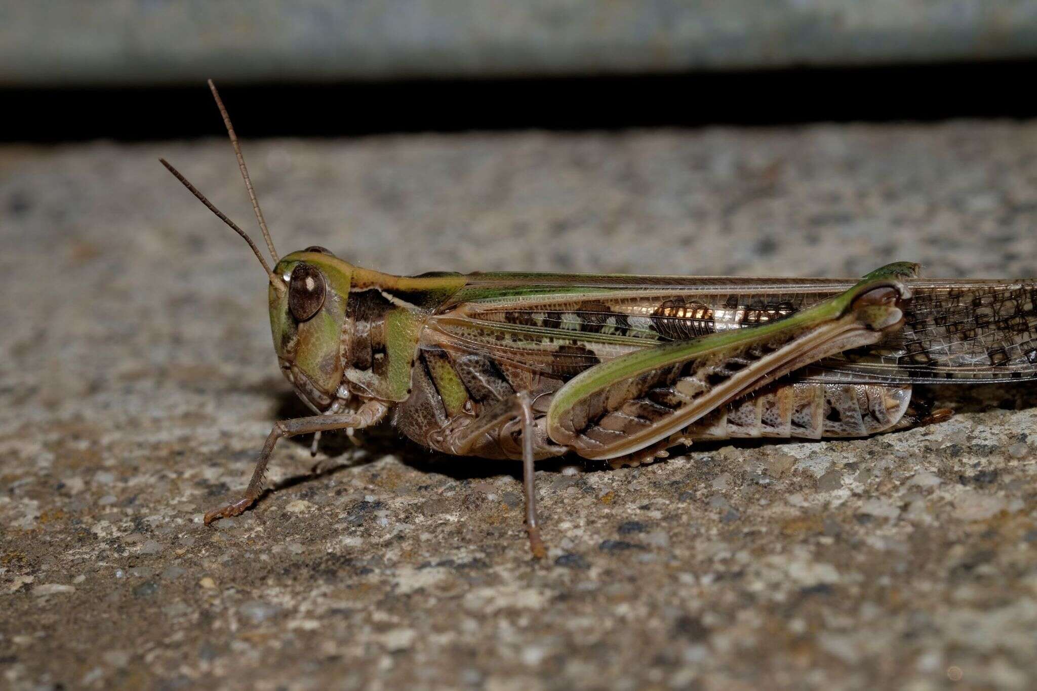Image of Australian plague locust