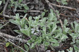 Imagem de Antennaria umbrinella Rydb.