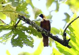 Image of Red Bird-of-Paradise