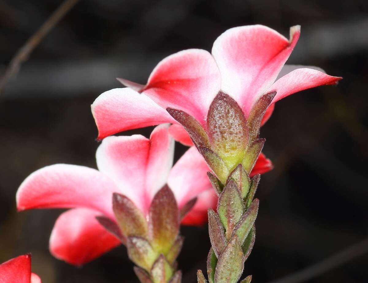 Image of Adenandra villosa subsp. apiculata Strid