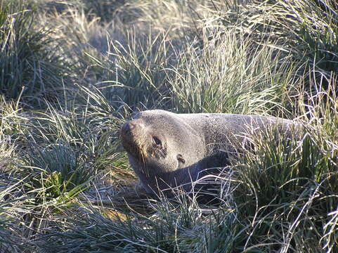 Image of Antarctic Fur Seal