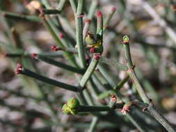 Plancia ëd Euphorbia tenax Burch.