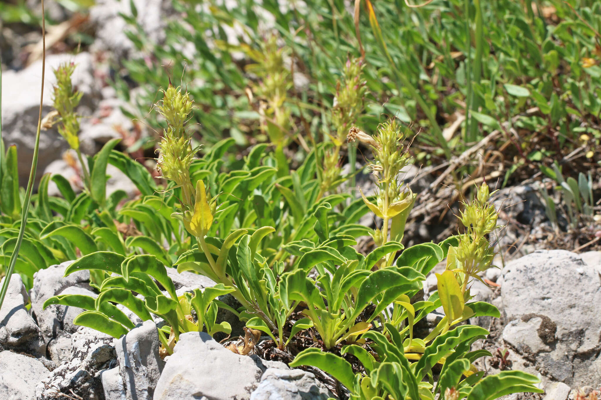 Image of compact penstemon