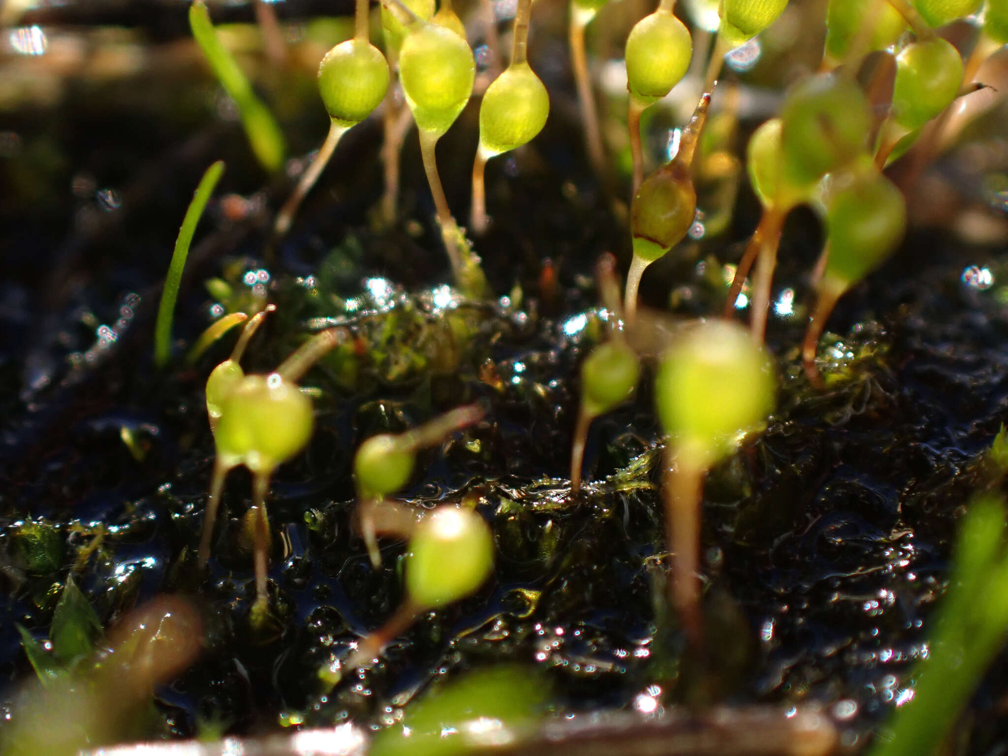 Image of entosthodon moss