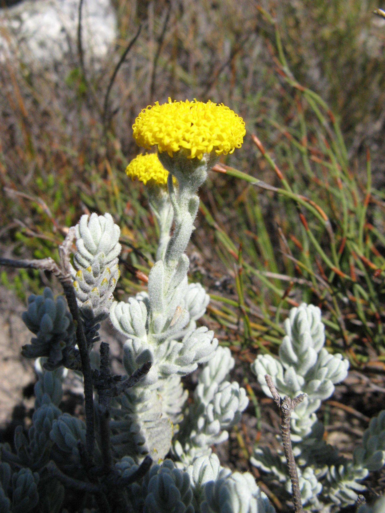 Image of Athanasia pachycephala subsp. pachycephala