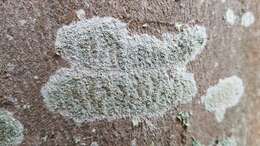 Image of rim lichen