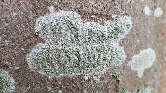 Image of rim lichen