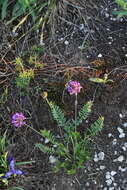 Image de Oxytropis altaica (Pall.) Pers.