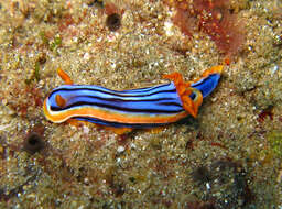 Image of Chromodoris hamiltoni Rudman 1977