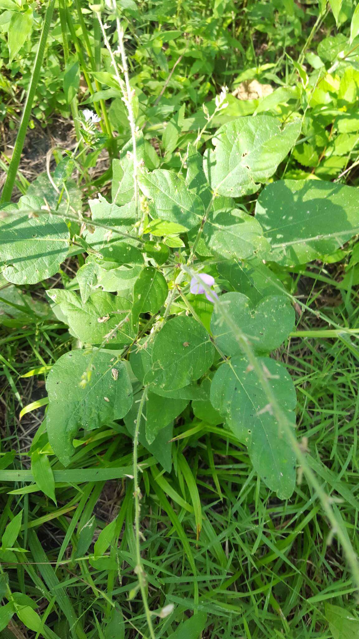 Desmodium canescens (L.) DC. resmi