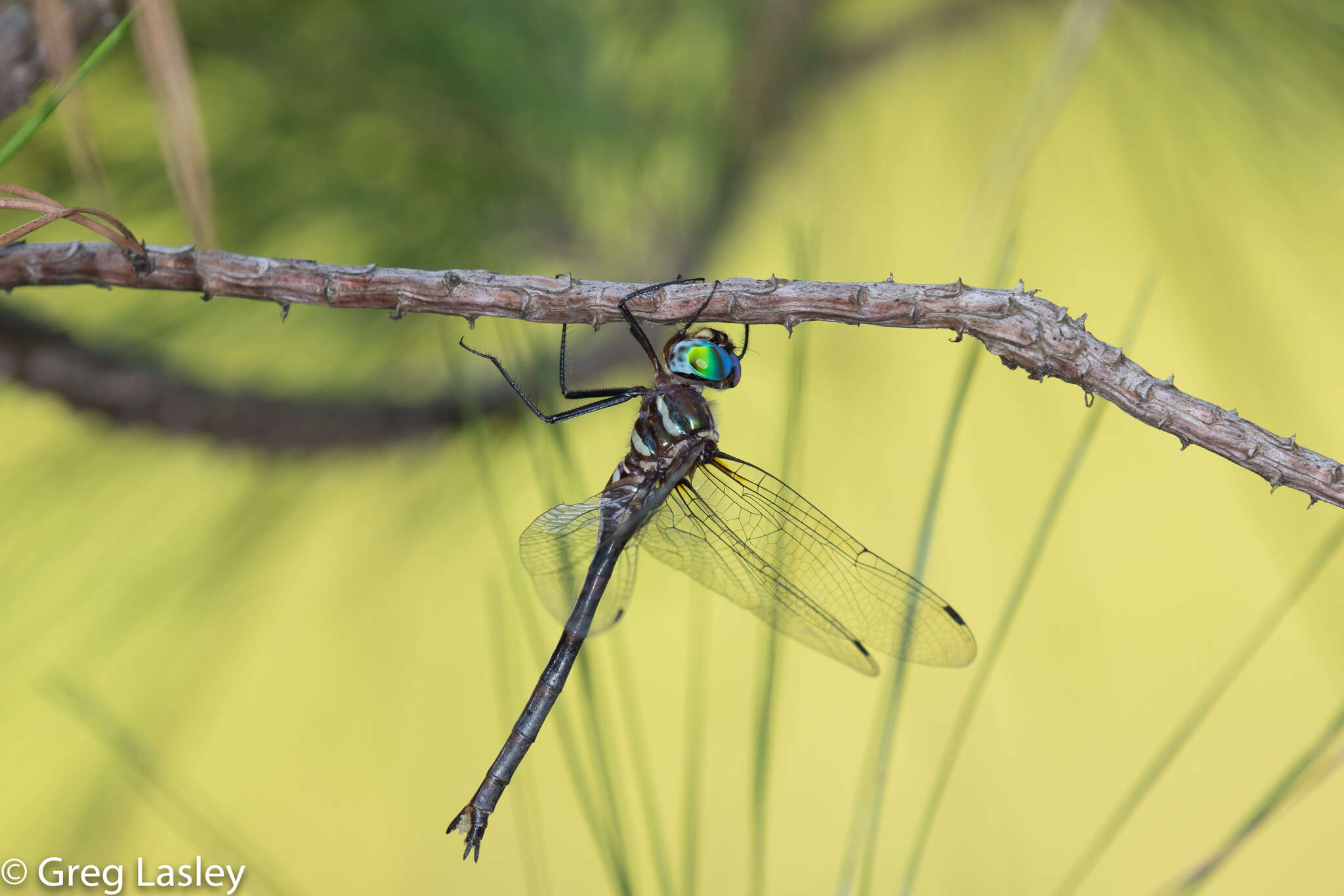 Image of Texas Emerald