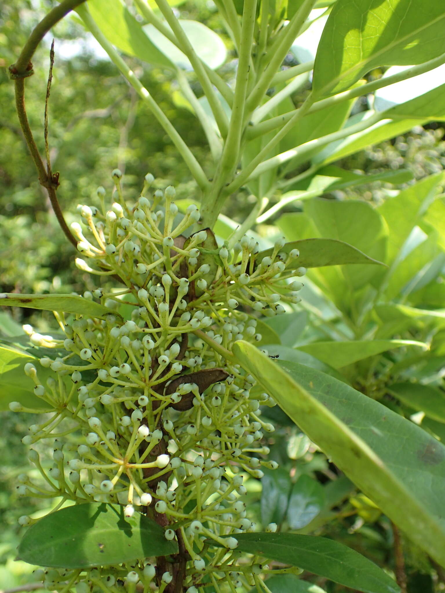 Image of Daphniphyllum calycinum Benth.