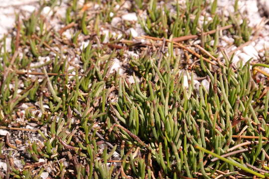 Image of Centella caespitosa Adamson